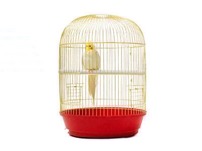 The Latest Trends in Birdcages